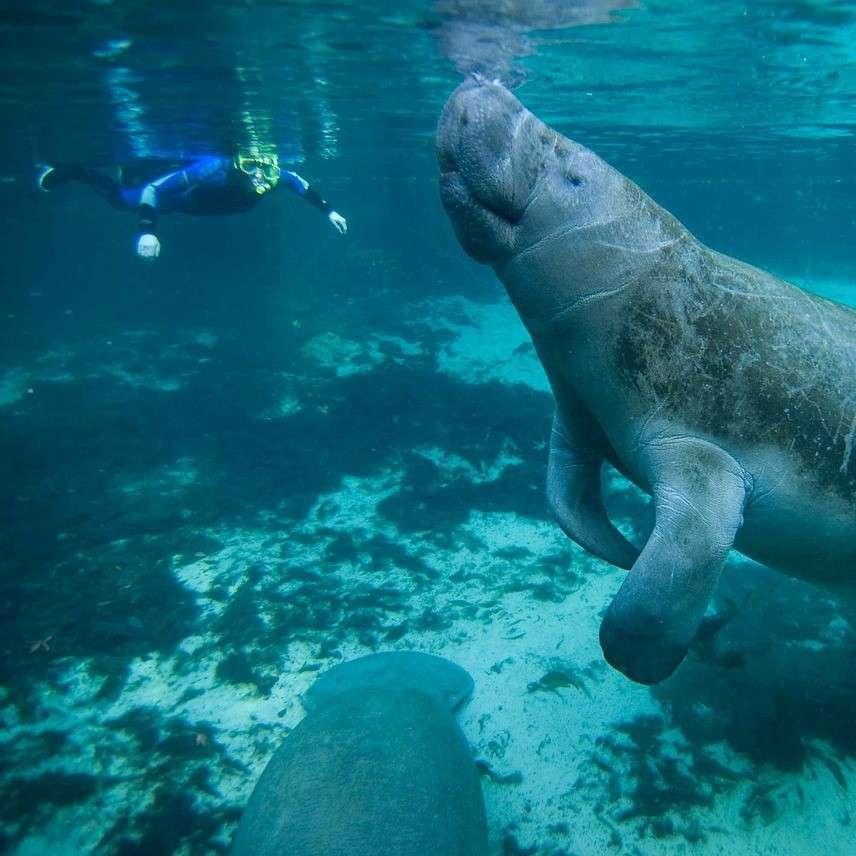 snorkling swimmer under blue water with gray manatees