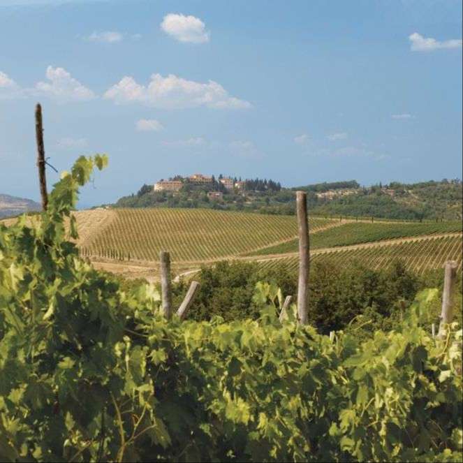 green grape vines and rolling hills of vineyards with stone buildings in background