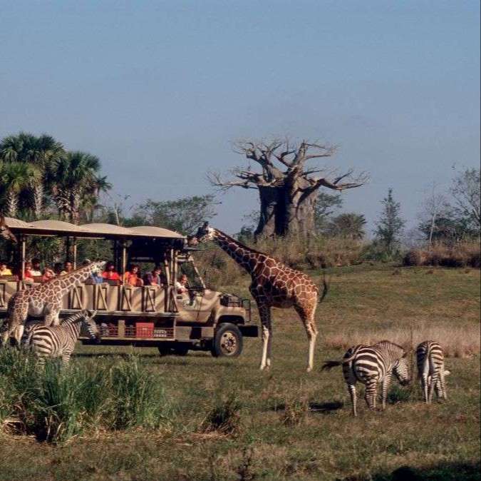 safari truck on savana land with giraffes and zebras